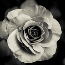 Rosa blanca. Un proyecto de Diseño y Fotografía de Daniel Vergara - 07.10.2012