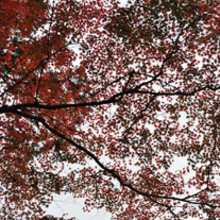 Colores de La Naturaleza. Un proyecto de Fotografía de Kenichi Hanasaki - 11.12.2012