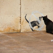 Funny animals.  project by Merce Bergada - 12.12.2012