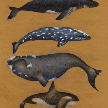 Cartel ballenas. Traditional illustration project by Lara Ingelmo - 02.16.2013