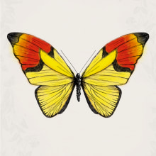 Butterfly posters. Design, and Traditional illustration project by Fabrizio Maulella - 06.11.2013
