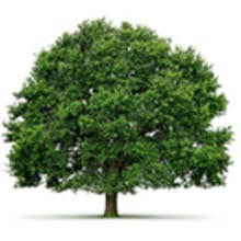 Oak Tree. Projekt z dziedziny Design, Programowanie i UX / UI użytkownika Manuel Angel Garcia Gomez - 25.10.2013