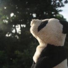 Panda Session. Projekt z dziedziny Fotografia użytkownika Danny Herrera - 20.11.2013