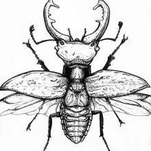 Beetle. Un proyecto de Ilustración tradicional de Ana Marín - 28.11.2013