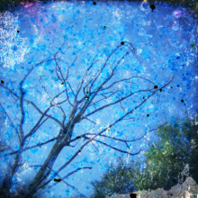 Serie de árboles. Un proyecto de Fotografía de Zita Vehil - 17.12.2013