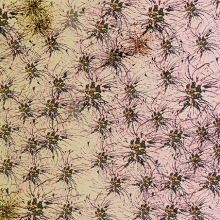 Il·lustració: Estampat floral per téxtil.. Un proyecto de Ilustración tradicional de Margarida Muñoz Pons - 22.01.2014