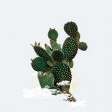 Super Cactus. Graphic Design project by lander telletxea Armendariz - 04.13.2014