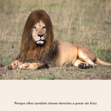 Anti-frizz lion (photography retouching). Fotografia, e Design gráfico projeto de Laura Liberal - 23.07.2014