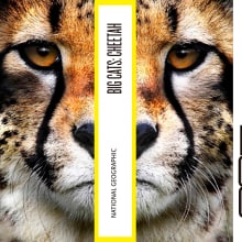 Big Cats. National Geographic. Un projet de Photographie, Br, ing et identité, Conception éditoriale , et Design graphique de Iris Fernández Martínez - 29.08.2014