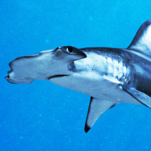 Hammerhead shark. Un proyecto de 3D de Javier García García de Iturrospe - 09.09.2014