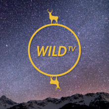 Wild TV. Br, ing, Identit, Graphic Design, and Multimedia project by Elena Ramírez - 06.05.2013