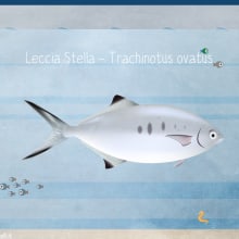 Pompano - Trachinotus ovatus. Traditional illustration, and Art Direction project by Alessandro Donelli - 01.15.2015
