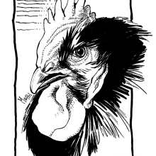 Roosters (Gallos). Un proyecto de Ilustración tradicional de Martín Enrique Pelozo - 26.10.2014