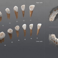 3D Visualizacion de dientes - Ilustración high poly. 3D, Education, and Fine Arts project by Alfonso Montón - 05.27.2015