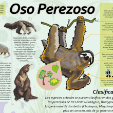Megainfográfico OSO PEREZOSO . Un proyecto de Diseño editorial de Juan Carlos Díaz - 10.06.2015