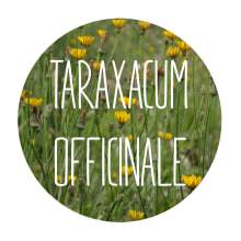 Taraxacum Officinale. Photograph, and Video project by Marta Serrapio - 07.21.2015