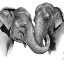 Elephant love medley. Ilustração tradicional, e Artes plásticas projeto de Joan del Bas Almendro - 01.09.2015