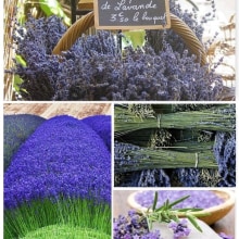 Lavanda Time!. Design, Fine Arts, and Product Design project by Anamaria Sánchez - 09.20.2015