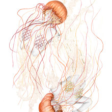 Jellyfish V. Ilustração tradicional, Publicidade, Moda, e Artes plásticas projeto de Elisa Ancori - 18.10.2015