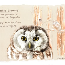 Bestiario Perenaico (aves del Pirineo). Ilustração tradicional projeto de Clara Cerviño Becerro - 19.10.2013