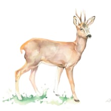 Flora y Fauna para cartel informativo. Ilustración naturaleza.. Traditional illustration project by Lara Barco - 11.12.2015