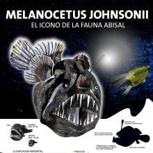 Melanocetus. Information Design project by Guillermo Gomez Espinosa - 11.21.2015