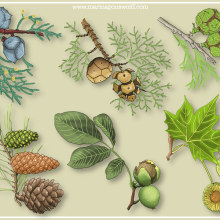 Ilustraciones de plantas. Un proyecto de Ilustración tradicional de Marina Pons - 21.12.2015