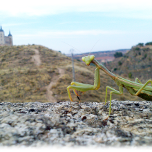 Mantis. Fotografia projeto de Juan Moreno - 27.12.2015