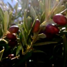 Vídeo corporativo para una productora de aceite de oliva virgen extra. Un proyecto de Diseño de la información de MJ_Informa MJ_Informa - 10.01.2016
