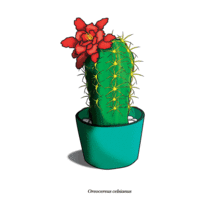 cactus. Un proyecto de Ilustración, Dirección de arte y Diseño gráfico de Carolina Saiz - 19.01.2016