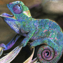 Bebé camaleón en lápices de colores usando una referencia fotográfica. Un proyecto de Ilustración tradicional, Bellas Artes y Pintura de Ingrid A Morales S - 02.07.2012