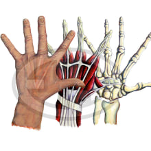 Anatomia de la mano. Traditional illustration project by Fernando Garrido Rubio - 02.07.2016