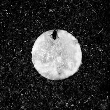 Refranes sobre moscas. Un progetto di Fotografia di Manuel Brenes López - 22.02.2014