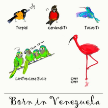 Born in Venezuela: pajaritos de por aquí. Traditional illustration, Graphic Design, Comic & Infographics project by Valentina Urdaneta Urdaneta - 06.25.2016