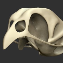 Cráneo de Priolo. 3D projeto de Alejandro Guillén - 10.08.2016