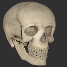 Cráneo Humano. 3D projeto de Alejandro Guillén - 10.08.2016