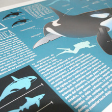 Killer Whale Inphography . Traditional illustration, Editorial Design, Graphic Design & Infographics project by Victor Eduardo Manzanillo Piña - 10.07.2016