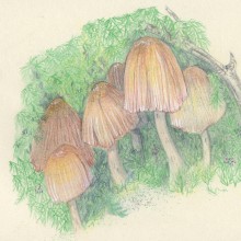 mushroom studies. Traditional illustration project by Margarita Rojas Lopez-Abadia - 10.23.2016