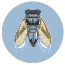 Cicada . Design, Traditional illustration, Br, ing & Identit project by Elisa Plance - 10.30.2016