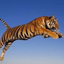 El tigre.. Un proyecto de 3D y Animación de Brayan Guerrero - 03.01.2017