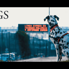 DOGS - Short Film. Fotografia, Cinema, Vídeo e TV, e Vídeo projeto de Alex Diaz Films - 11.02.2017
