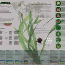 Infografía Algas Comestibles. Infografia projeto de SUSANA SANSE - 17.02.2017
