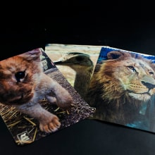 Zoo lujan (identidad visual & Fotografia . Un proyecto de Fotografía, Br, ing e Identidad y Diseño gráfico de David Vacca - 20.02.2017