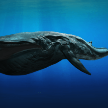 Discovery VR Whale - Comic Con Los Angeles. Un proyecto de Diseño, 3D, Diseño de personajes y Diseño de juegos de Sergio Garcia Poderoso - 15.07.2015
