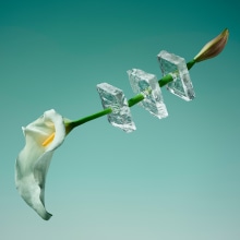 Freezing Flowers . Fotografia, e Direção de arte projeto de Paloma Rincón - 17.07.2017