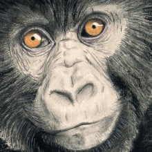 Gorila. Un proyecto de Ilustración tradicional de Javier Lázaro - 19.07.2017