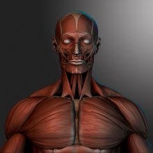 human muscles. 3D, e Design de personagens projeto de Victor Morcillo Luque - 24.07.2017