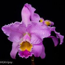 Orquídeas. Un proyecto de Fotografía de Kripsy Garcia - 06.08.2017
