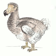 "Amigo extinto: Dodo". Ilustração tradicional projeto de Susana G.M - 14.06.2017