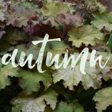 Autumn | Lettering. Publicidade, Fotografia, Design editorial, Design gráfico, e Lettering projeto de gema_yague - 17.10.2017